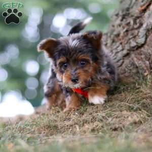 Caption, Yorkie Poo Puppy